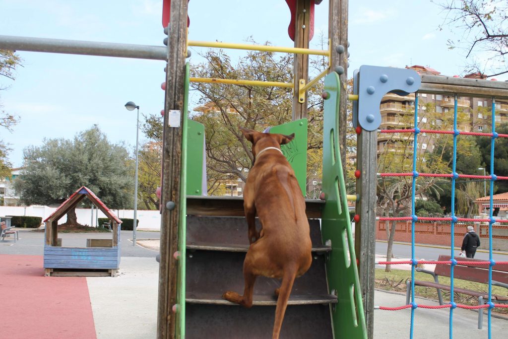 ridgeback caracter