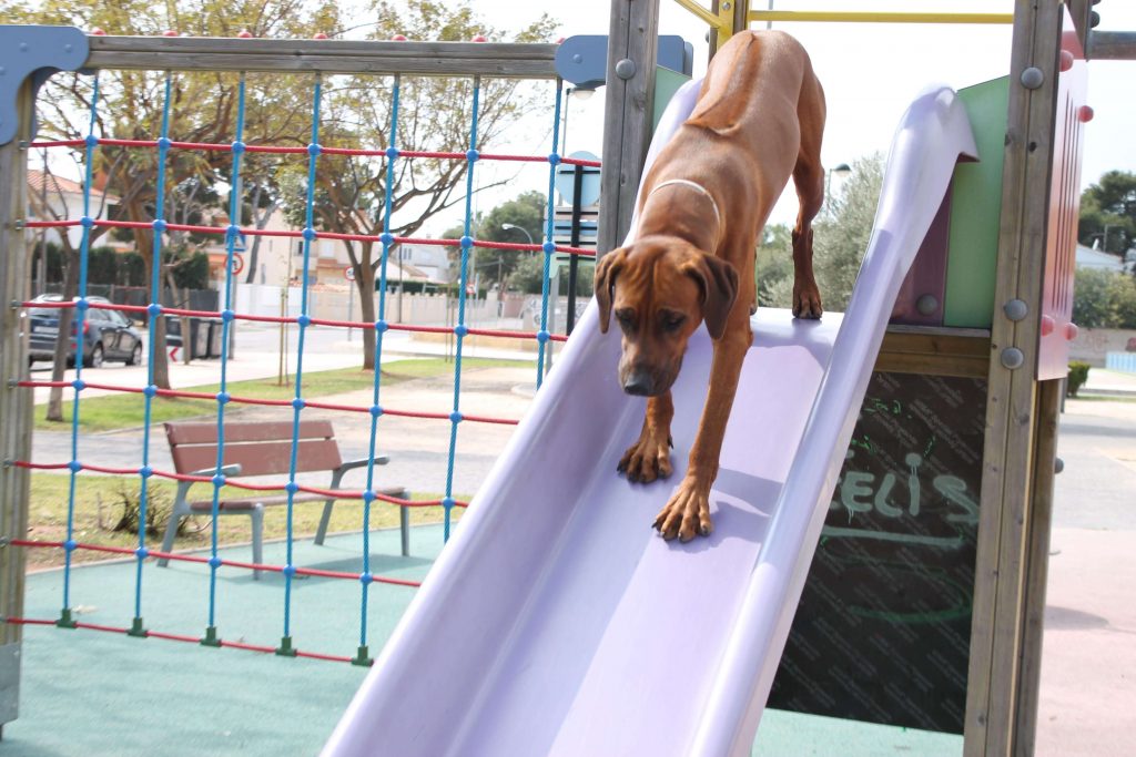 ridgeback caracter
