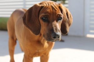 ridgeback áfrica
