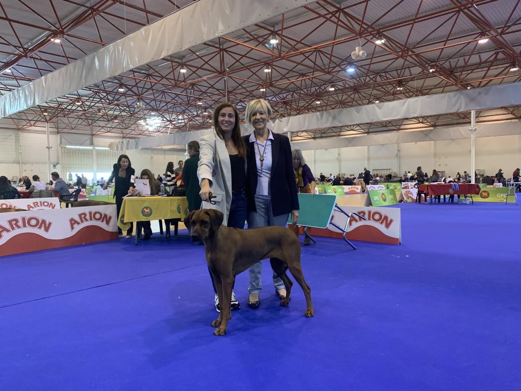 rhodesian ridgeback portugal