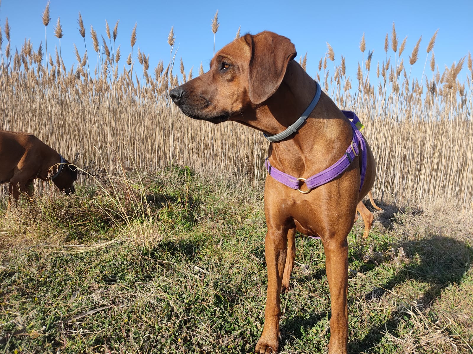 Marandela Rhodesian Ridgebacks Mandela Ridgeback África - Rhodesian Ridgeback Criadores España