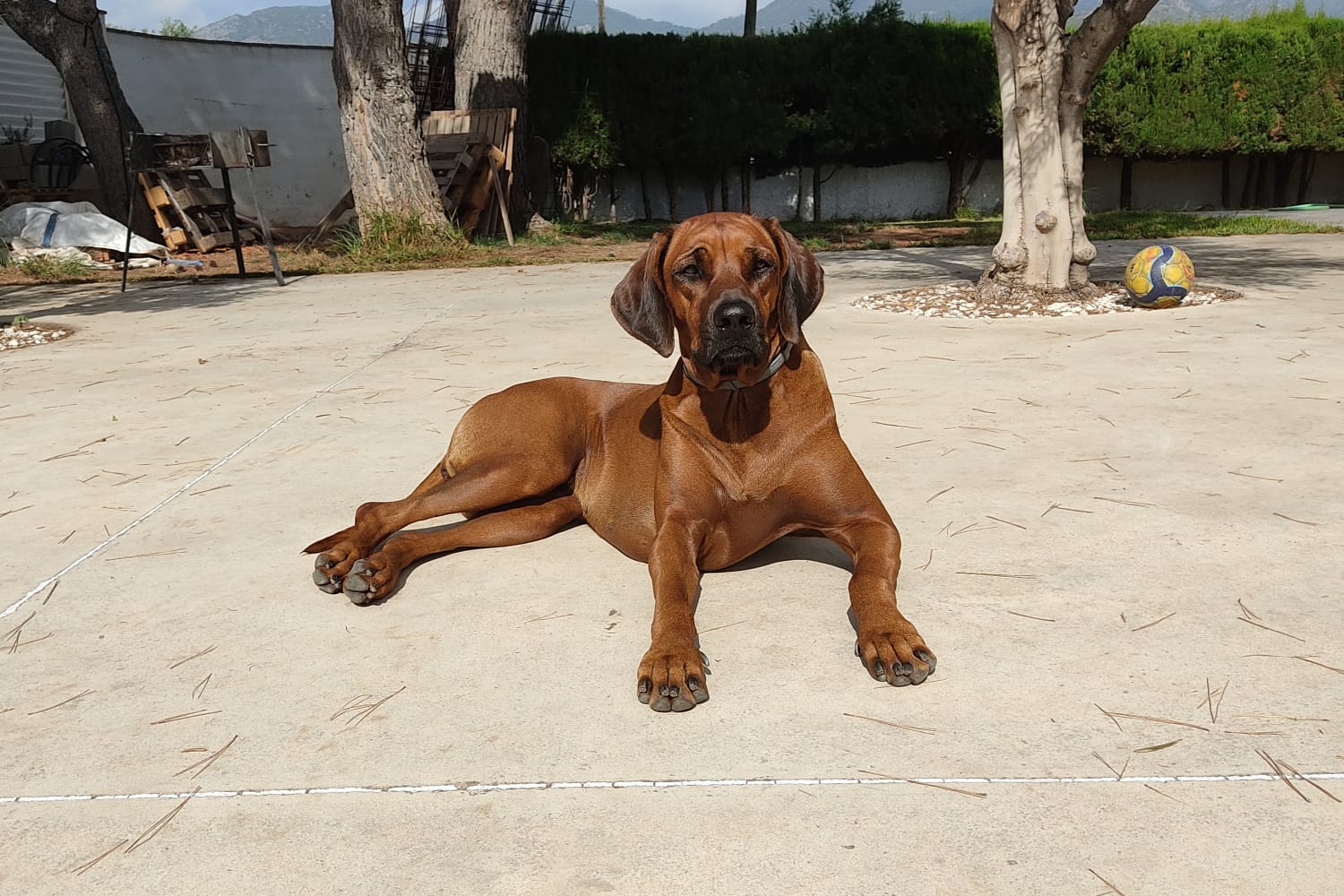 Marandela Rhodesian Ridgebacks Mandela Ridgeback África - Rhodesian Ridgeback Criadores España