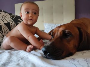 ridgeback con niños