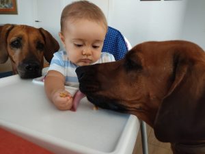 rhodesian con niños