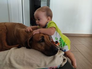 rhodesian ridgeback niño