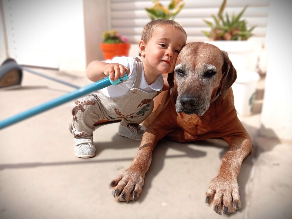 ridgeback spain