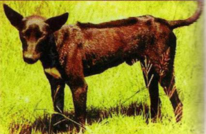 khoikhoi dog