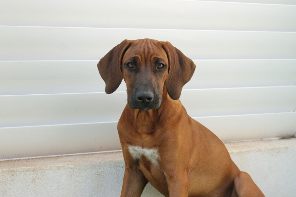 rhodesian ridgeback matobo hills