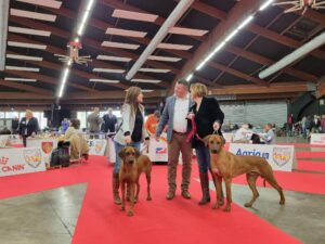 rhodesian ridgeback