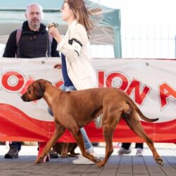 ridgeback spain