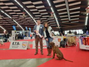 cachorro rhodesian