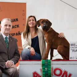 cachorro rhodesian