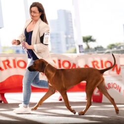 cachorro ridgeback