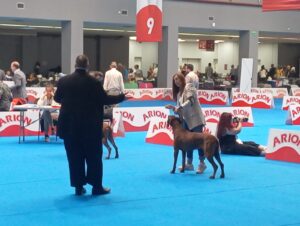 rhodesian ridgeback