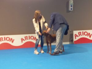rhodesian ridgeback