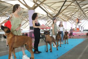 ridgeback spain