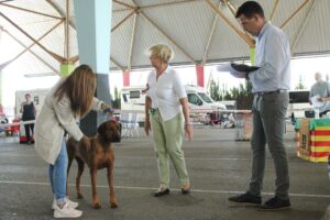 ridgeback spain