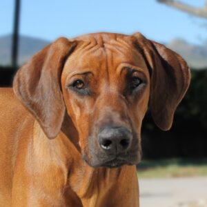 rhodesian ridgeback