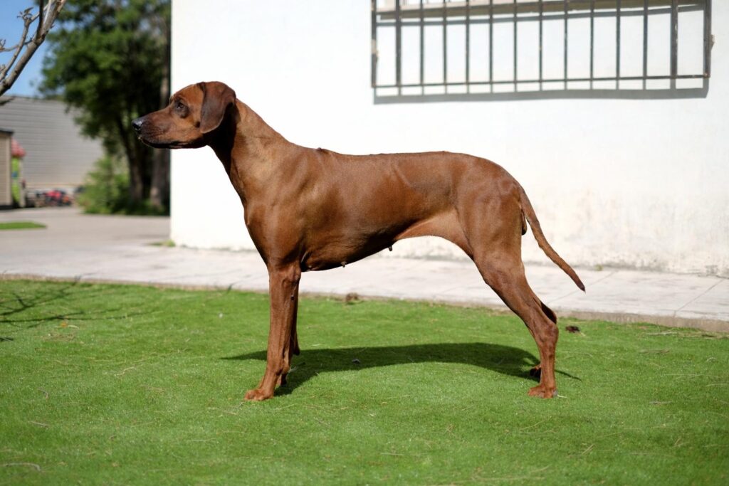 camada ridgeback