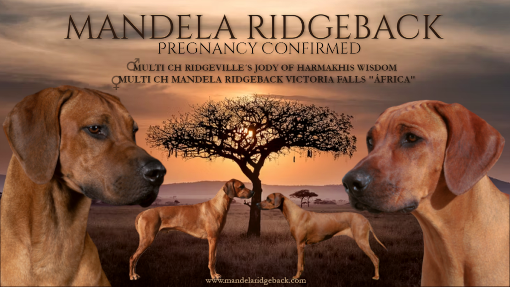camada cachorros ridgeback