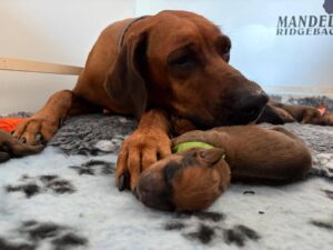 cachorro rhodesian