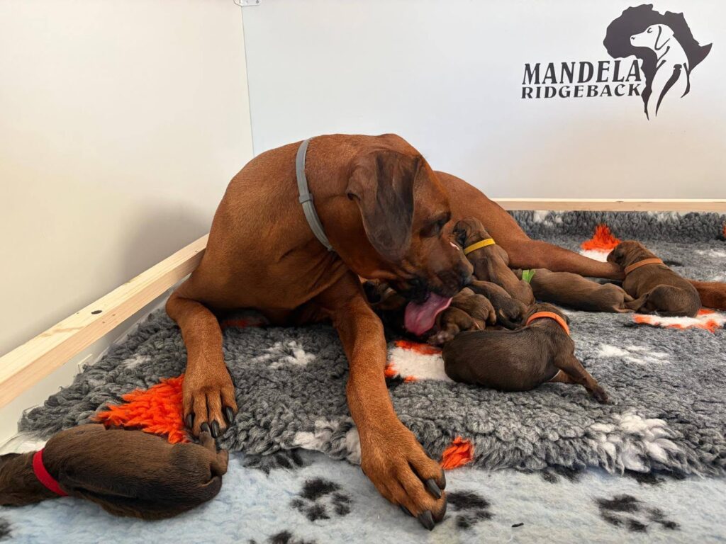 cachorros rhodesian ridgeback