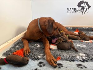 cachorros rhodesian ridgeback