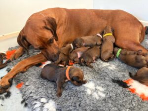 puppy ridgeback