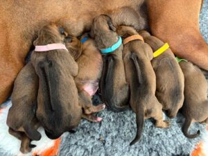 cachorros ridgeback