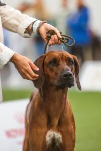 exposiciones rhodesian ridgeback