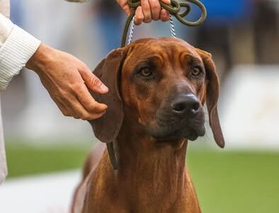 exposiciones rhodesian ridgeback
