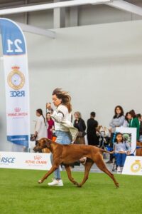 exposiciones rhodesian ridgeback