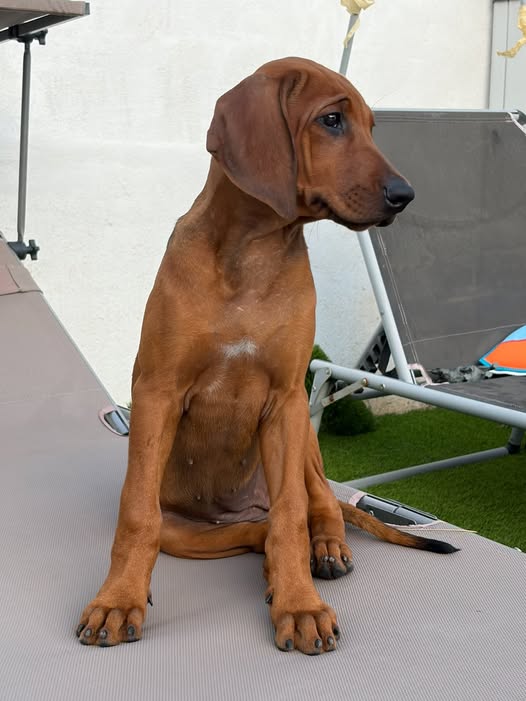 cachorro rhodesian ridgeback