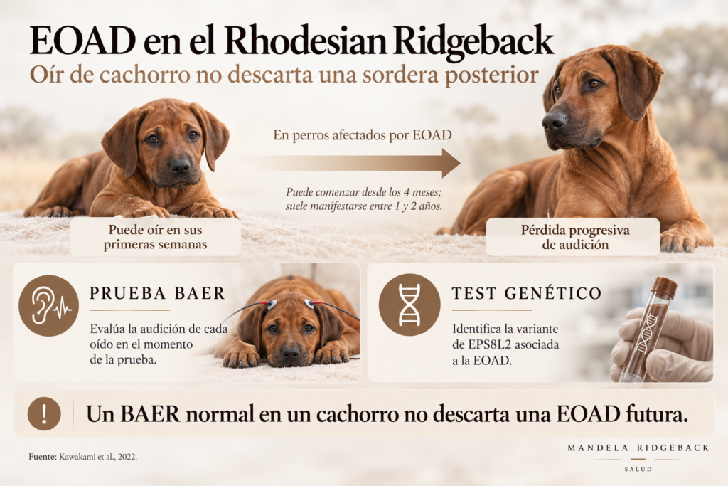 sordera adulto rhodesian ridgeback EOAD