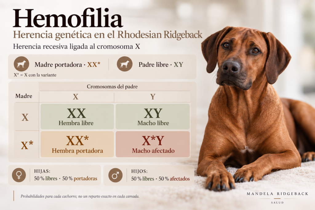 hemofilia rhodesian ridgeback
