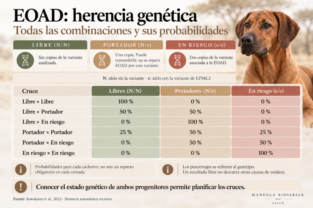 sordera adulto rhodesian ridgeback EOAD