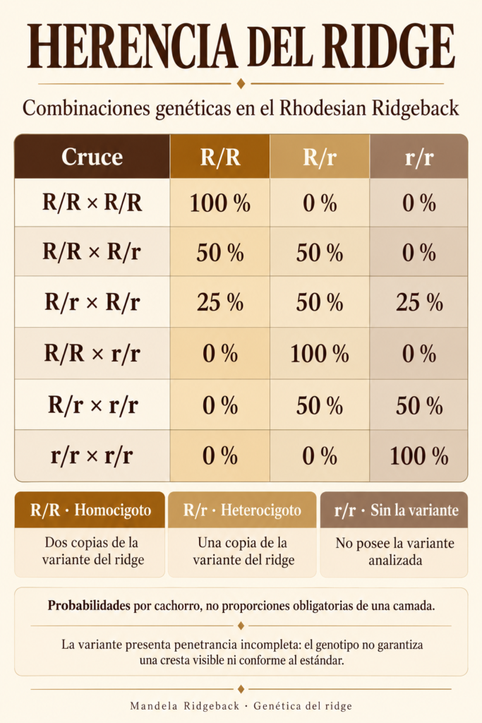 genética herencia ridge rhodesian ridgeback