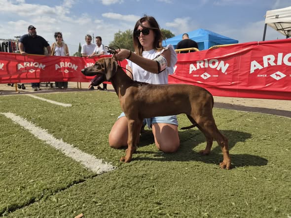 cachorro rhodesian