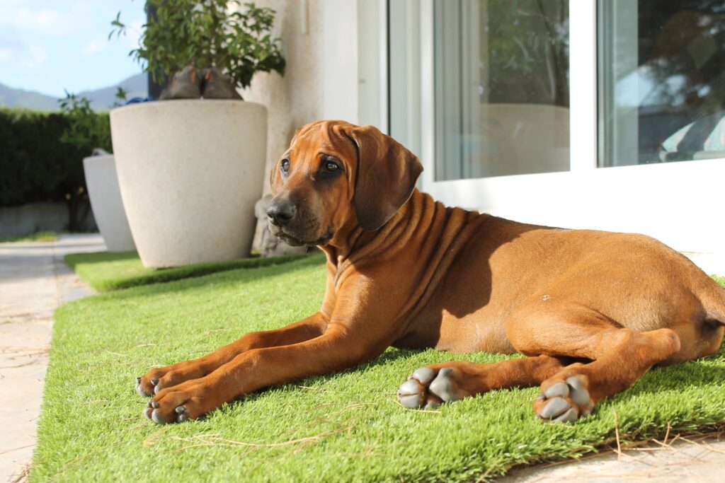 cachorro rhodesian ridgeback