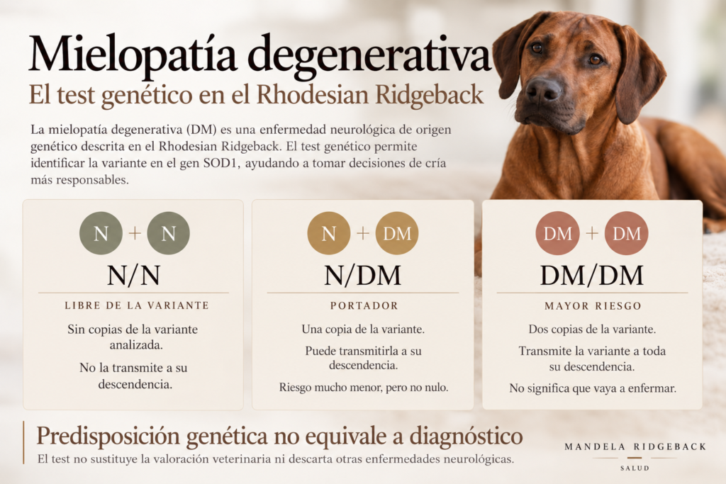 mielopatía Rhodesian Ridgeback