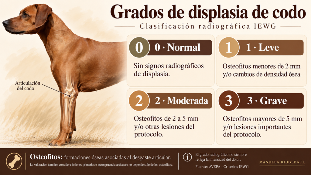 displasia codo rhodesian ridgeback