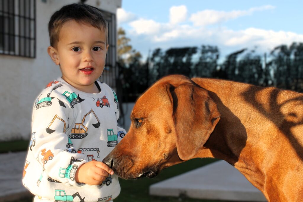 niños rhodesian ridgeback